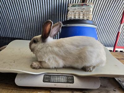 Adorable Young Rabbit - Healthy and Ready for a New Home