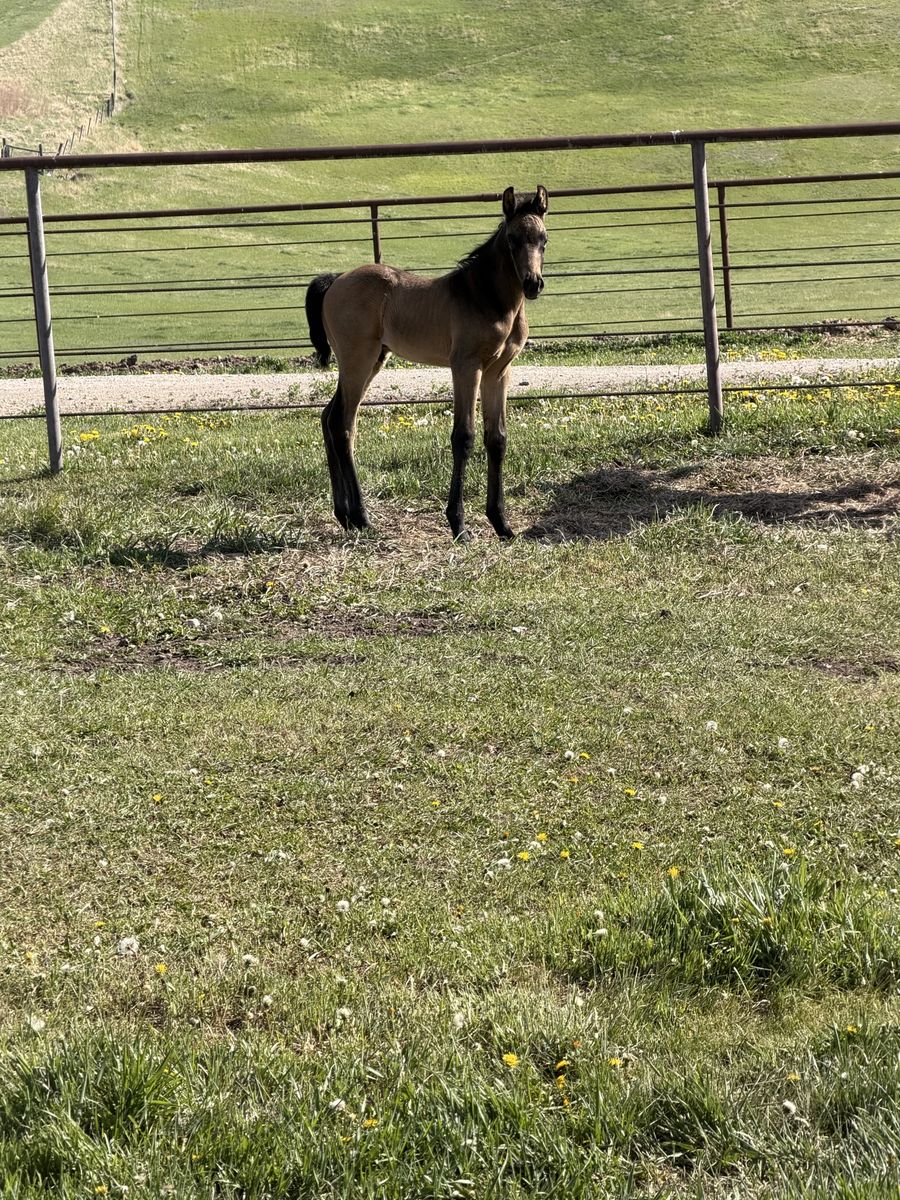 Bucksin quarter draft Tennessee Walker
