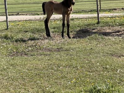 Bucksin quarter draft Tennessee Walker