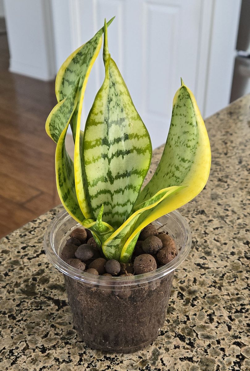 Sansevieria Trifasciata 'Twisted Sister'