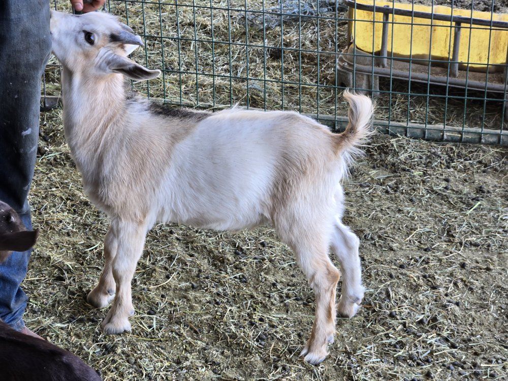 Nigerian dwarf buckling