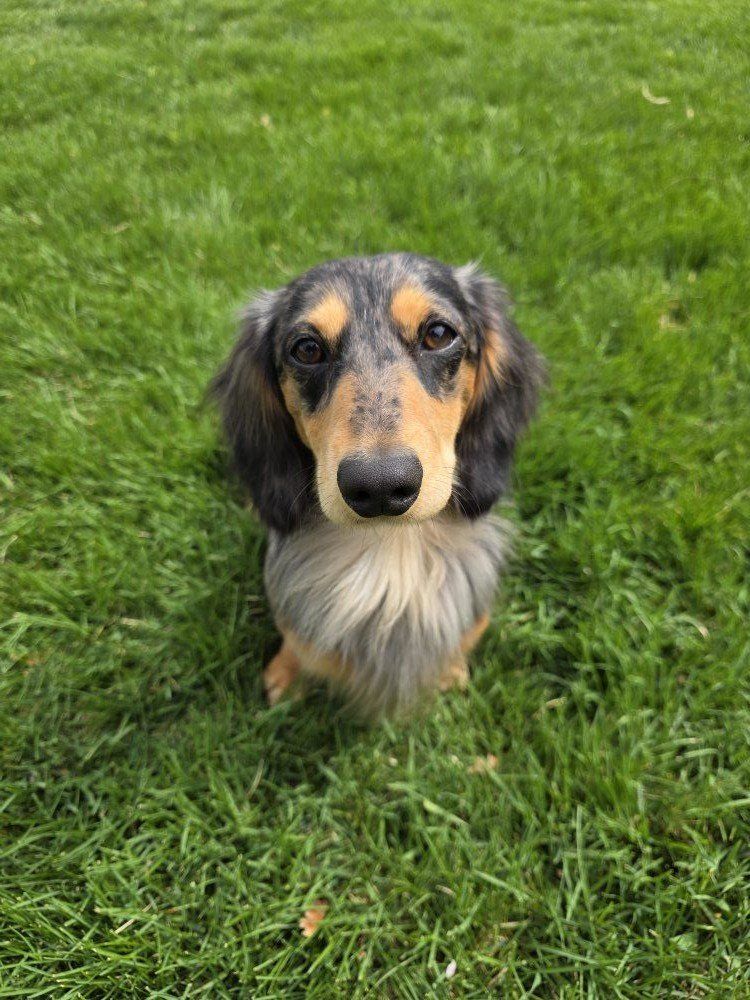 AKC Dachshund Stud (Proven)