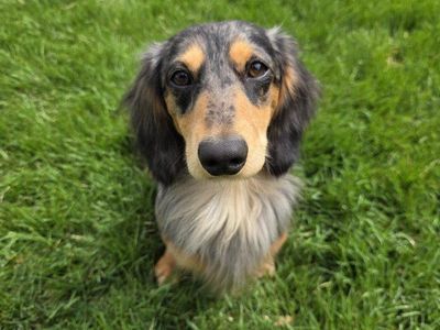 AKC Dachshund Stud (Proven)