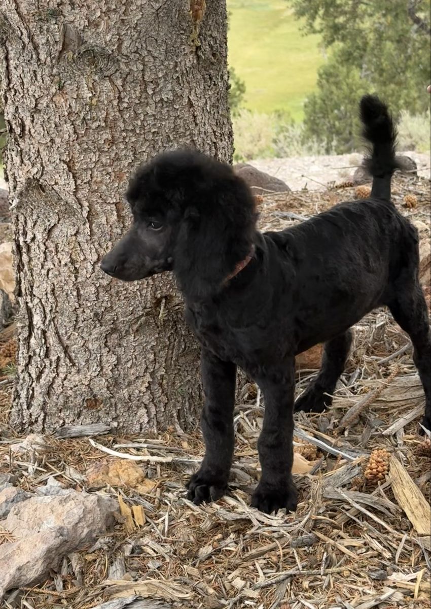 AKC Standard Poodle Puppy