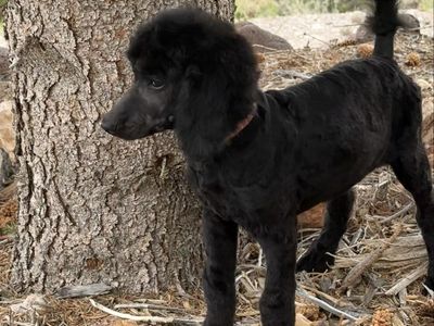 AKC Standard Poodle Puppy