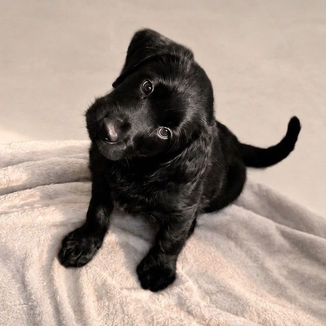 Last Black Male Labradoodle – Ready Now