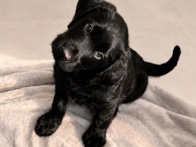 Last Black Male Labradoodle – Ready Now