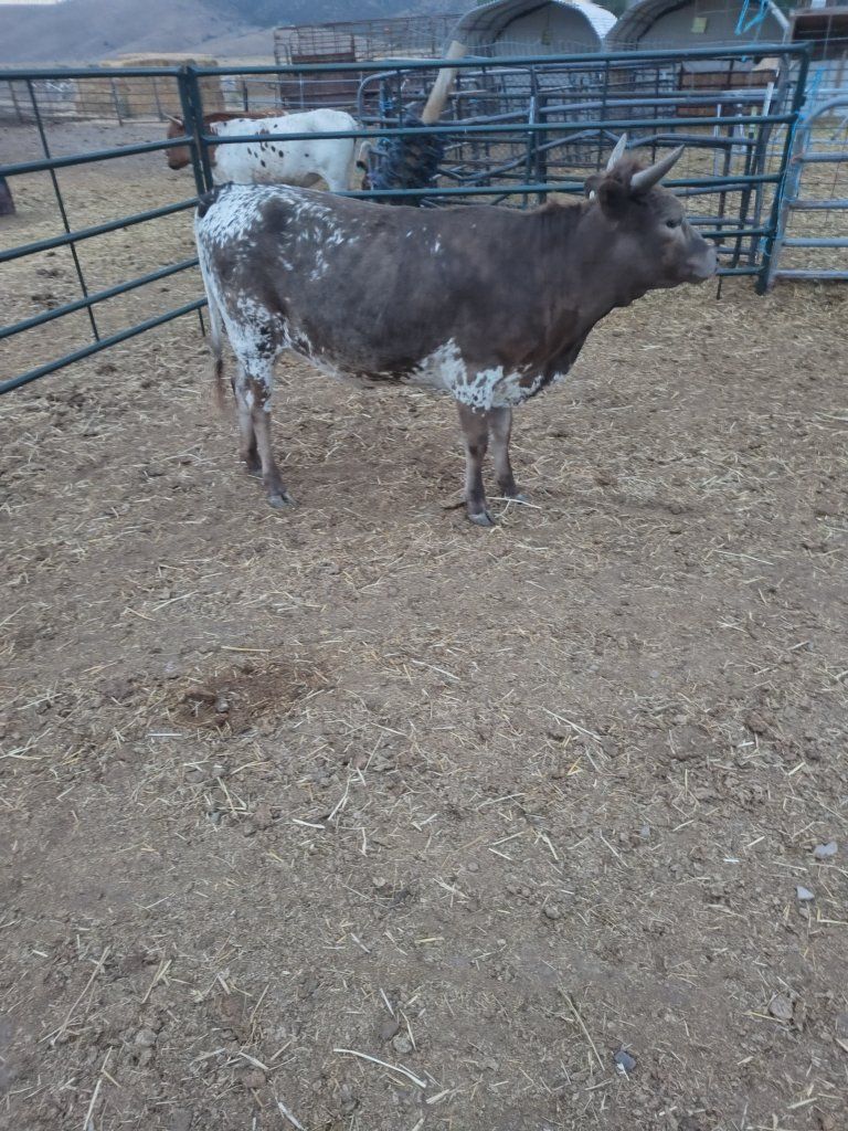 Nice little heifer