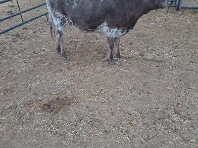 Nice little heifer