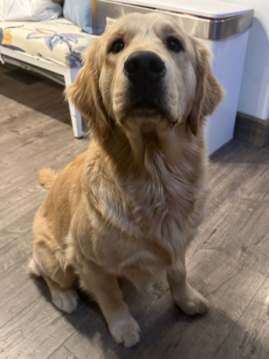 Golden Retriever Stud