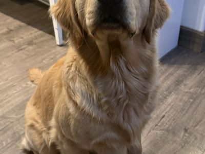 Golden Retriever Stud