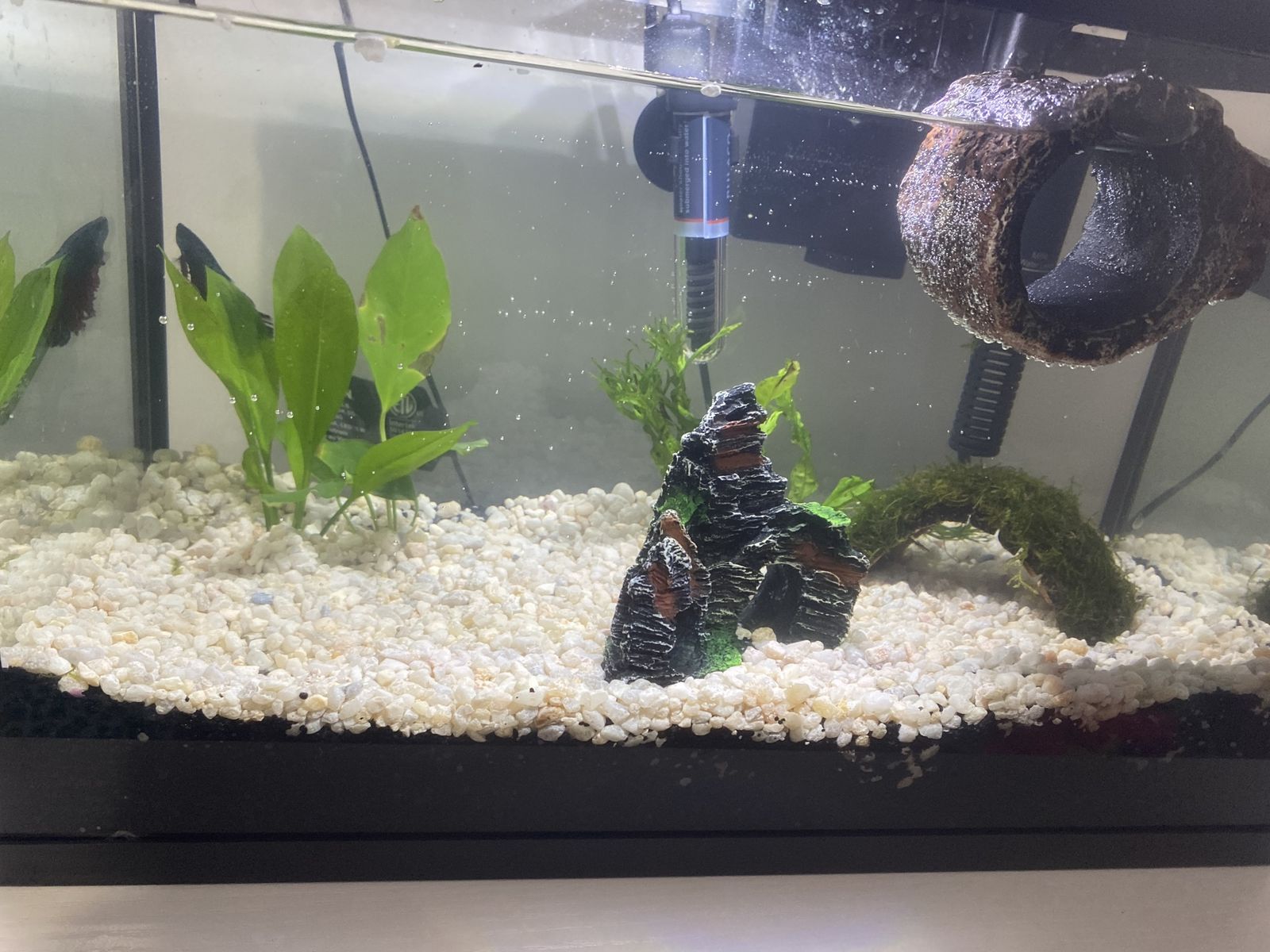 5 gallon Fish Tank/20 gallon Fish Tank