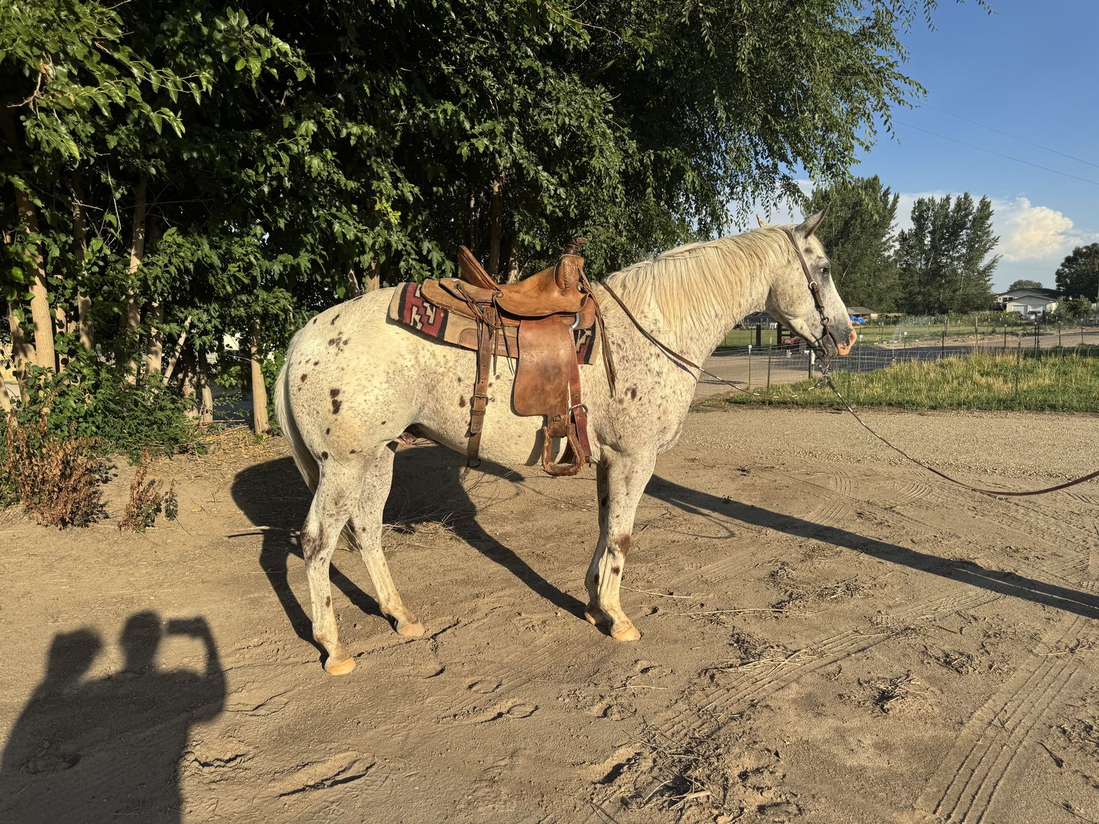 Appy gelding