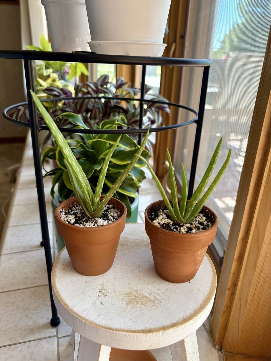 Aloe Vera Houseplants in Terracotta Pots