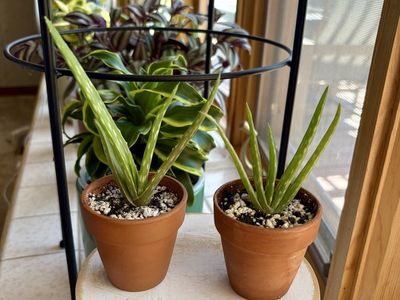 Aloe Vera Houseplants in Terracotta Pots