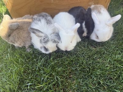 Holland Lop Baby Bunnies