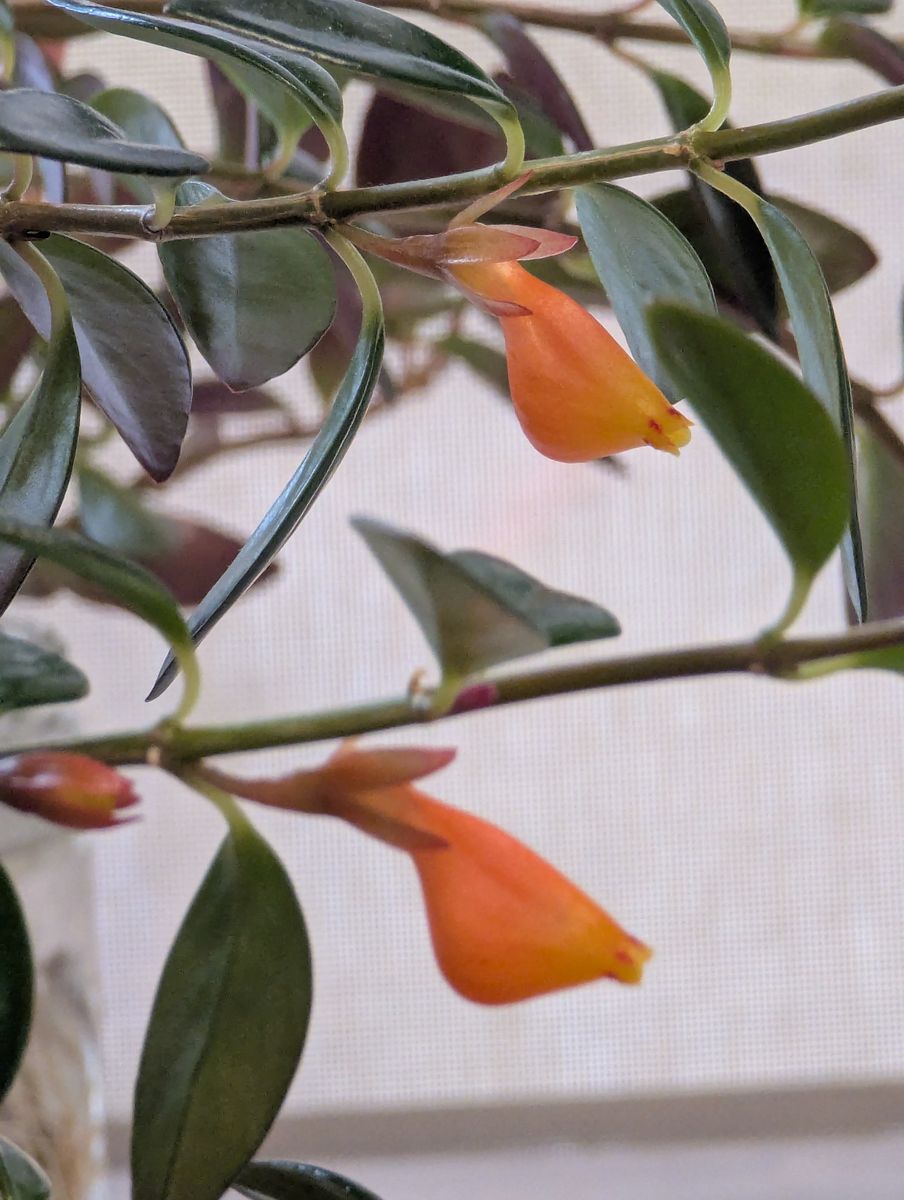 Goldfish Plant (Nematanthus gregarius) - Indoor Houseplant