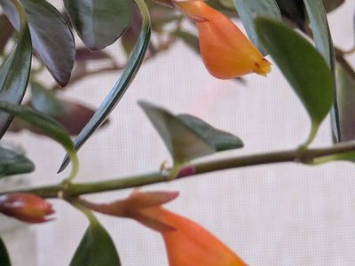 Goldfish Plant (Nematanthus gregarius) - Indoor Houseplant