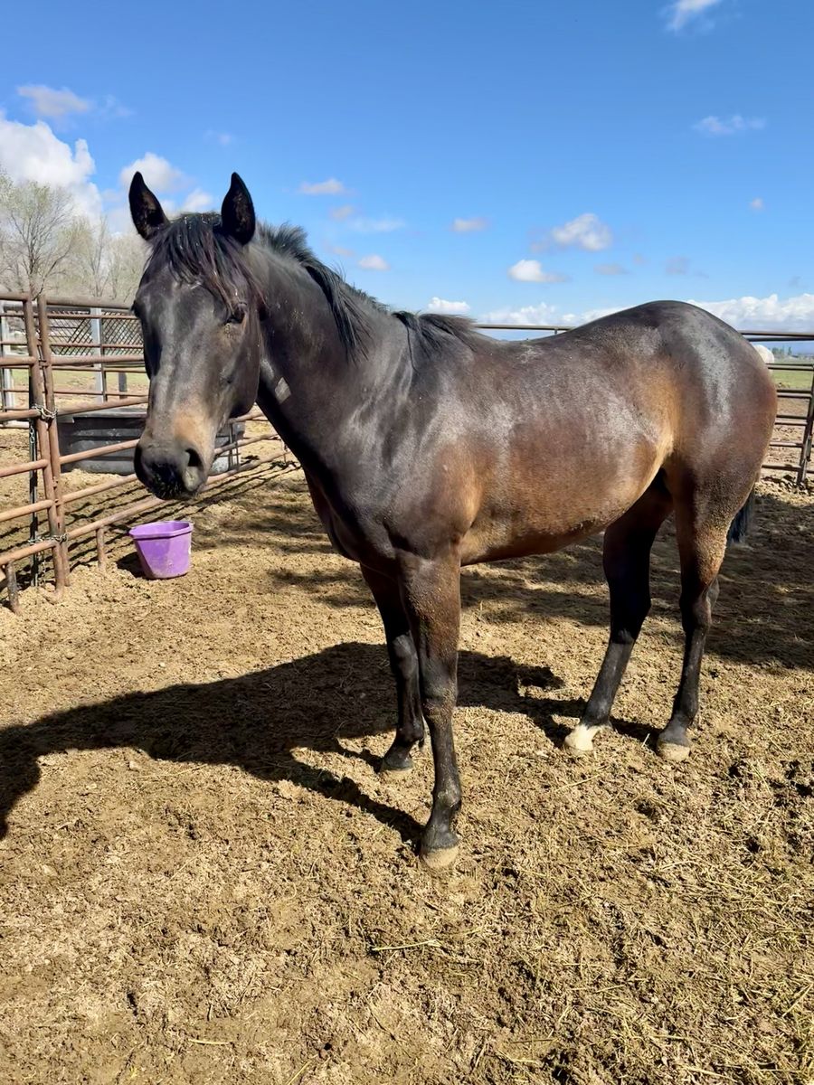 AQHA Registered 2 year old mare