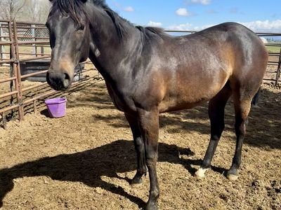 AQHA Registered 2 year old mare