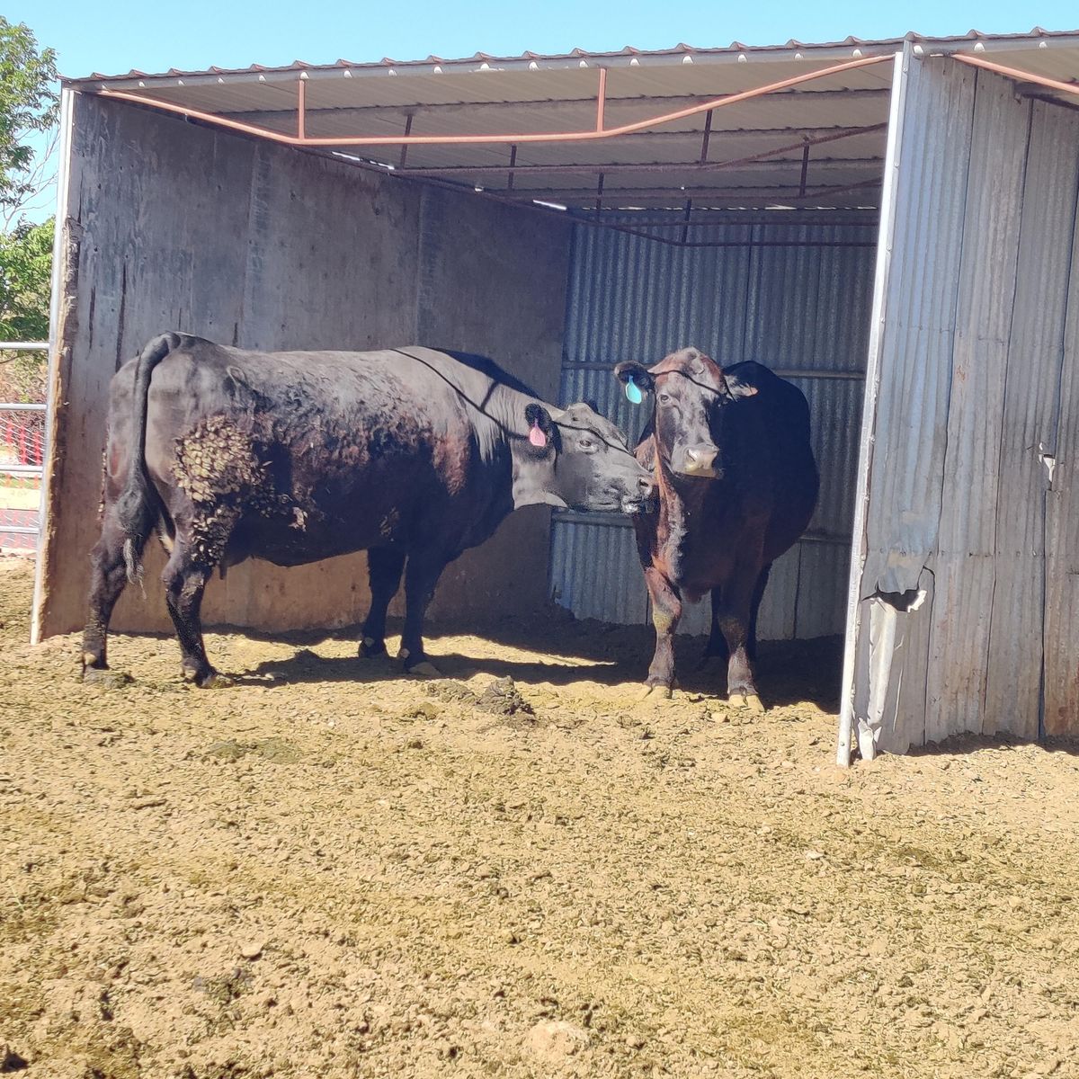 2 Pairs:  Cow/Calf -  Each pair:  Black Angus Cow with Black Angus/Simmental Calf