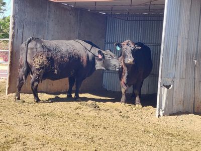 2 Pairs: Cow/Calf - Each pair: Black Angus Cow with Black Angus/Simmental Calf