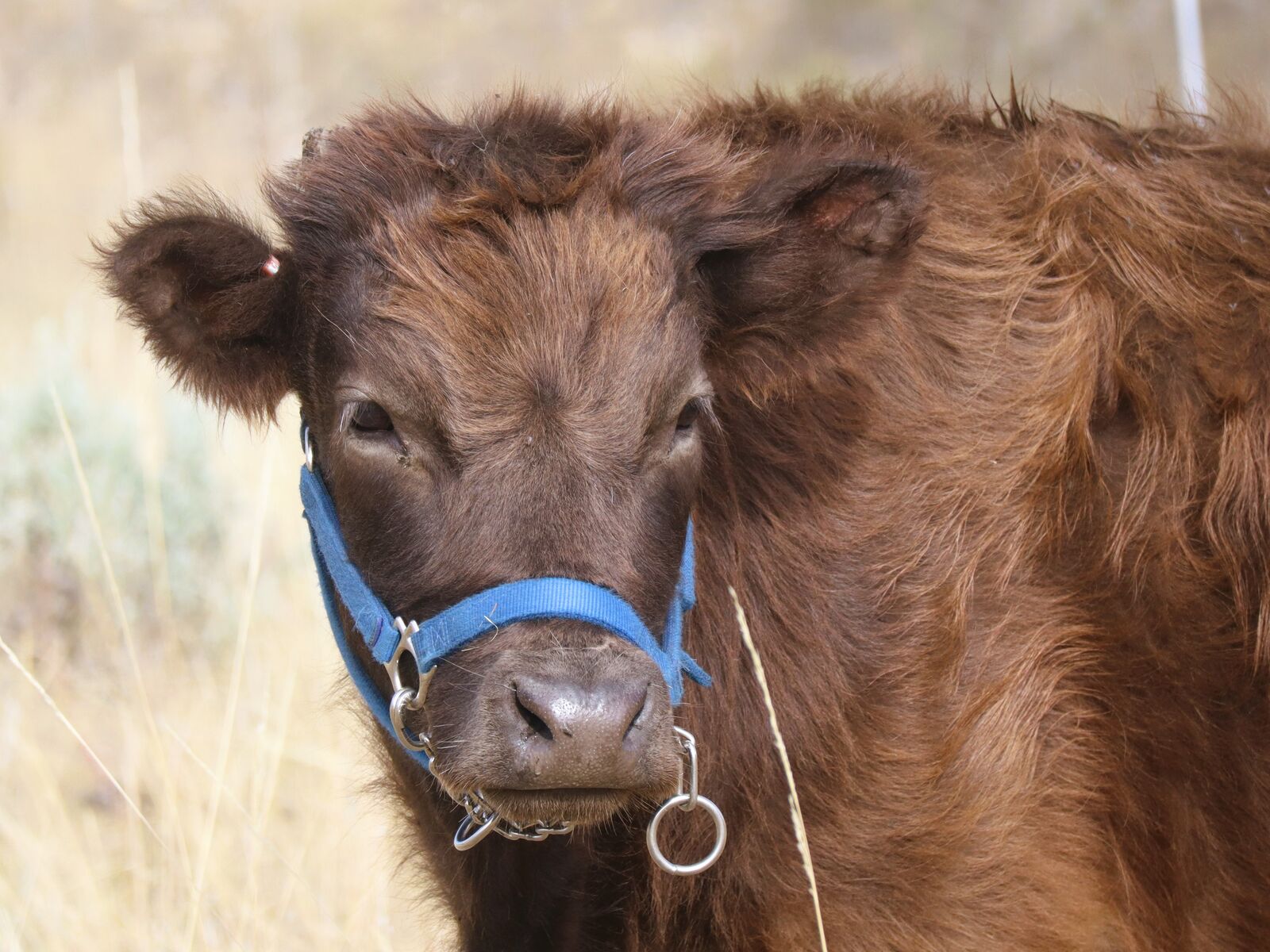 Mini/Midsize Highland/Dexter Heifer