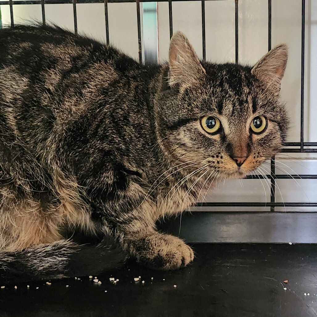 Hello my name is Lopez