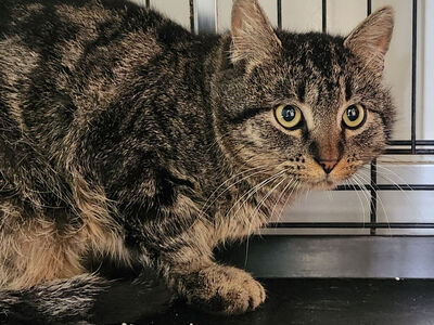 Hello my name is Lopez