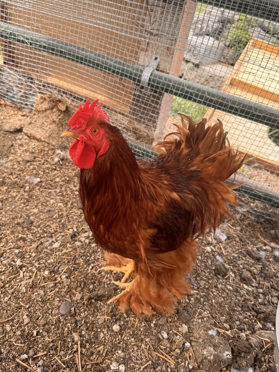 Frizzle Rooster