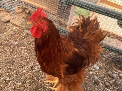 Frizzle Rooster