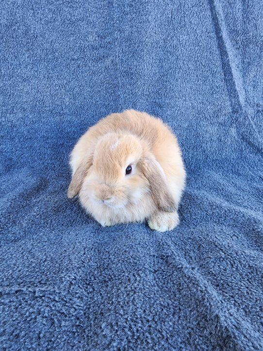 Purebred VM Fawn Doe Holland Lop