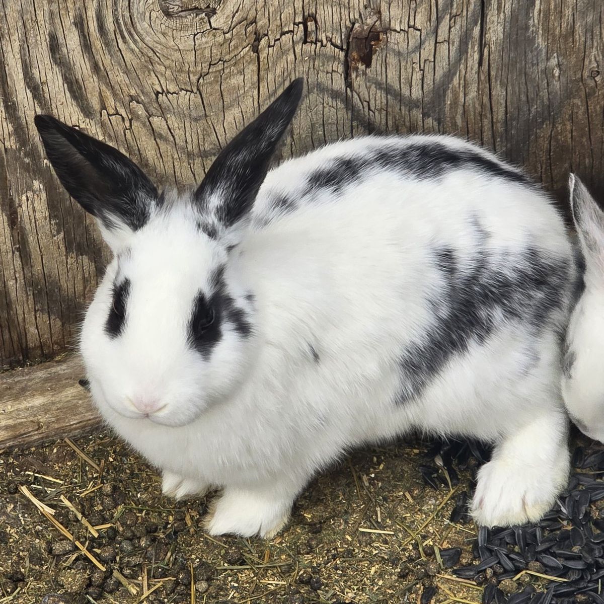 Easter meat breed bunnies !