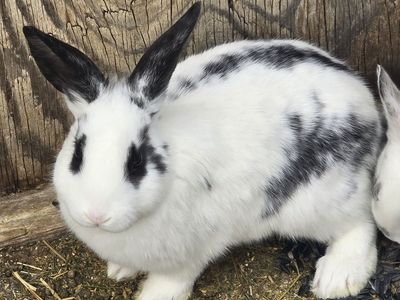 Easter meat breed bunnies !