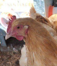 10 moths old Yellow Orpington hens chickens