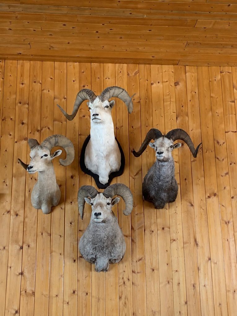 Grand Slam North American Sheep Collection