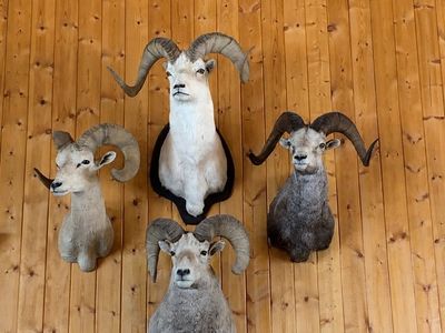 Grand Slam North American Sheep Collection