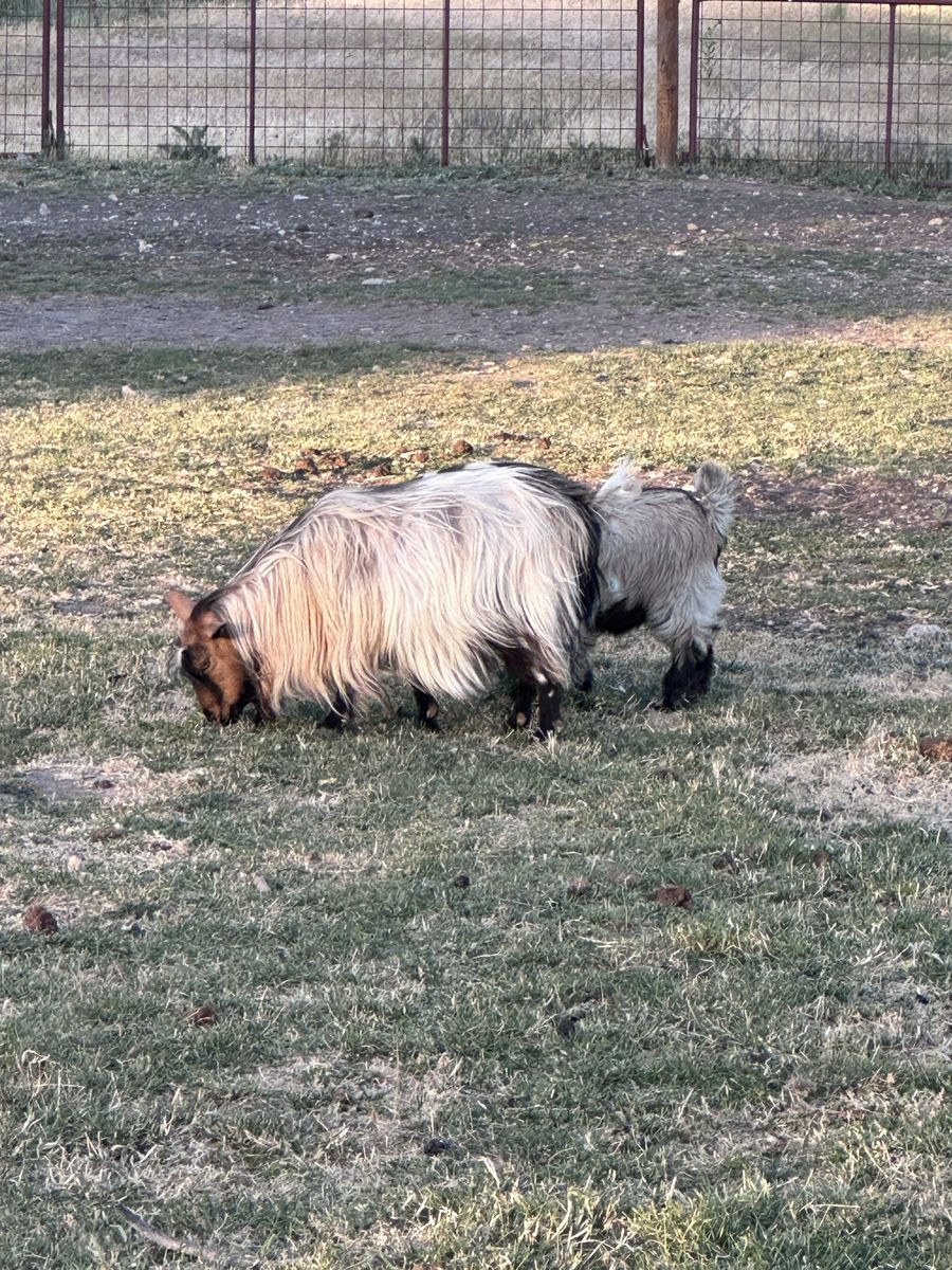 3 silky fainter goats for sale