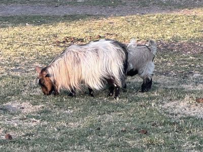3 silky fainter goats for sale