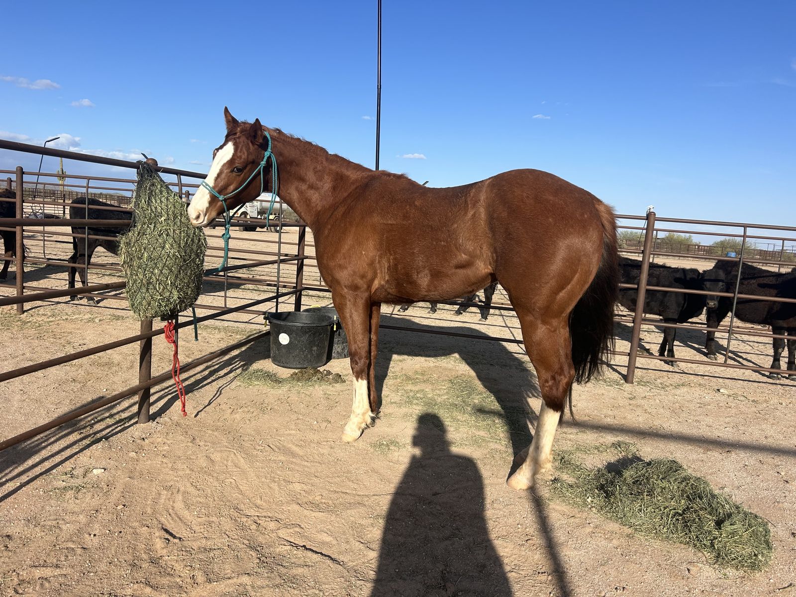 4 year old Broodmare