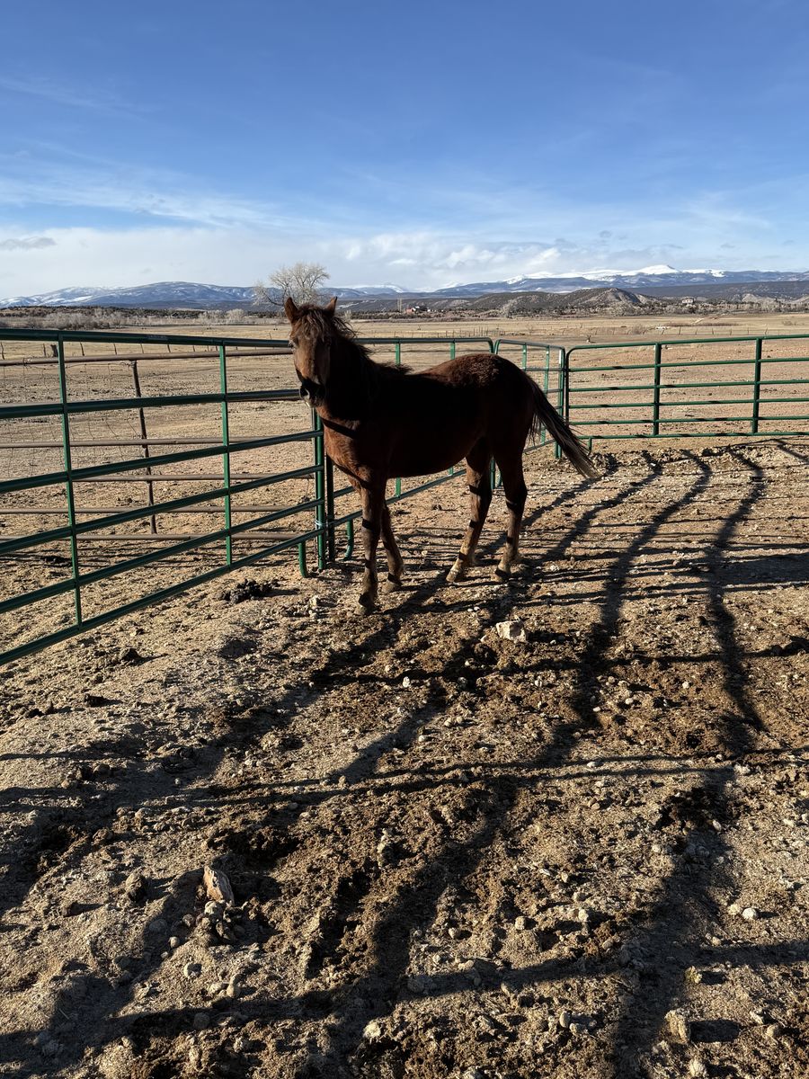 2025 Foxtrotter Colt.  Super friendly!