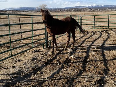 2025 Foxtrotter Colt. Super friendly!