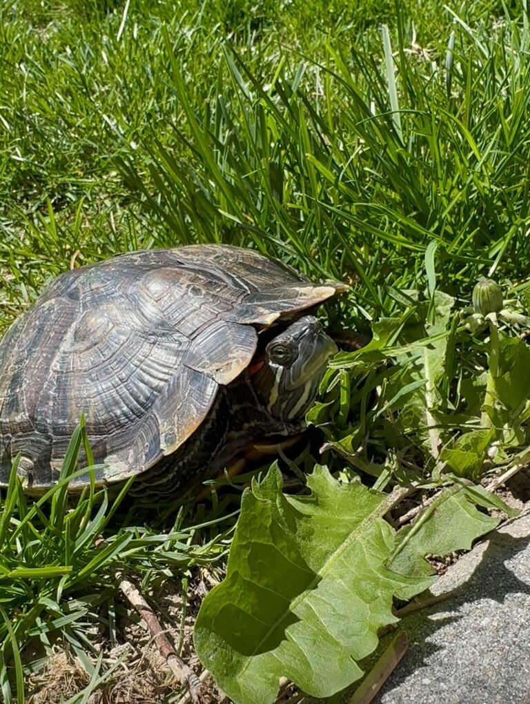 *Free To Good Home* Female Red-Eared Slider Turtle
