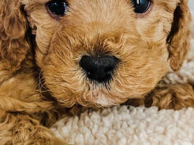 Male Cavapoo