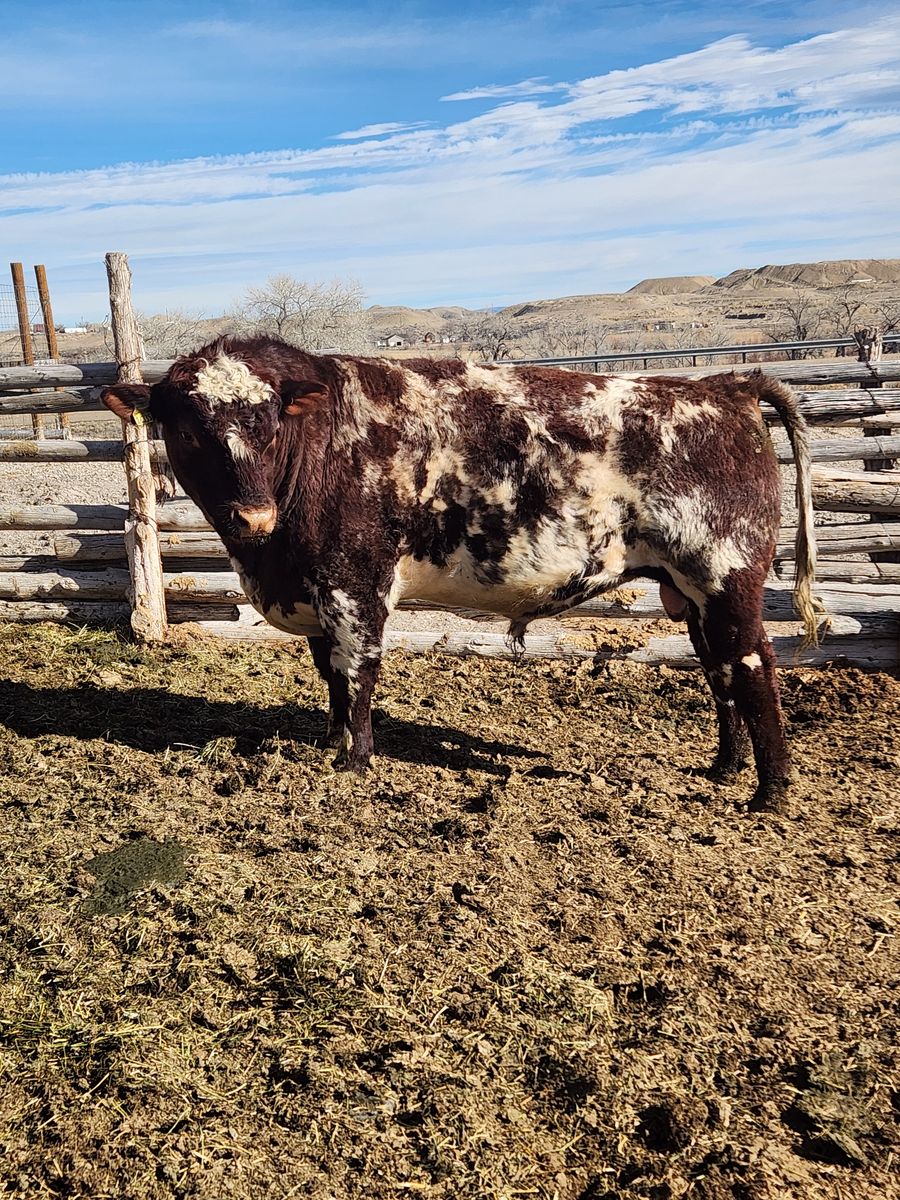 Shorthorn bull