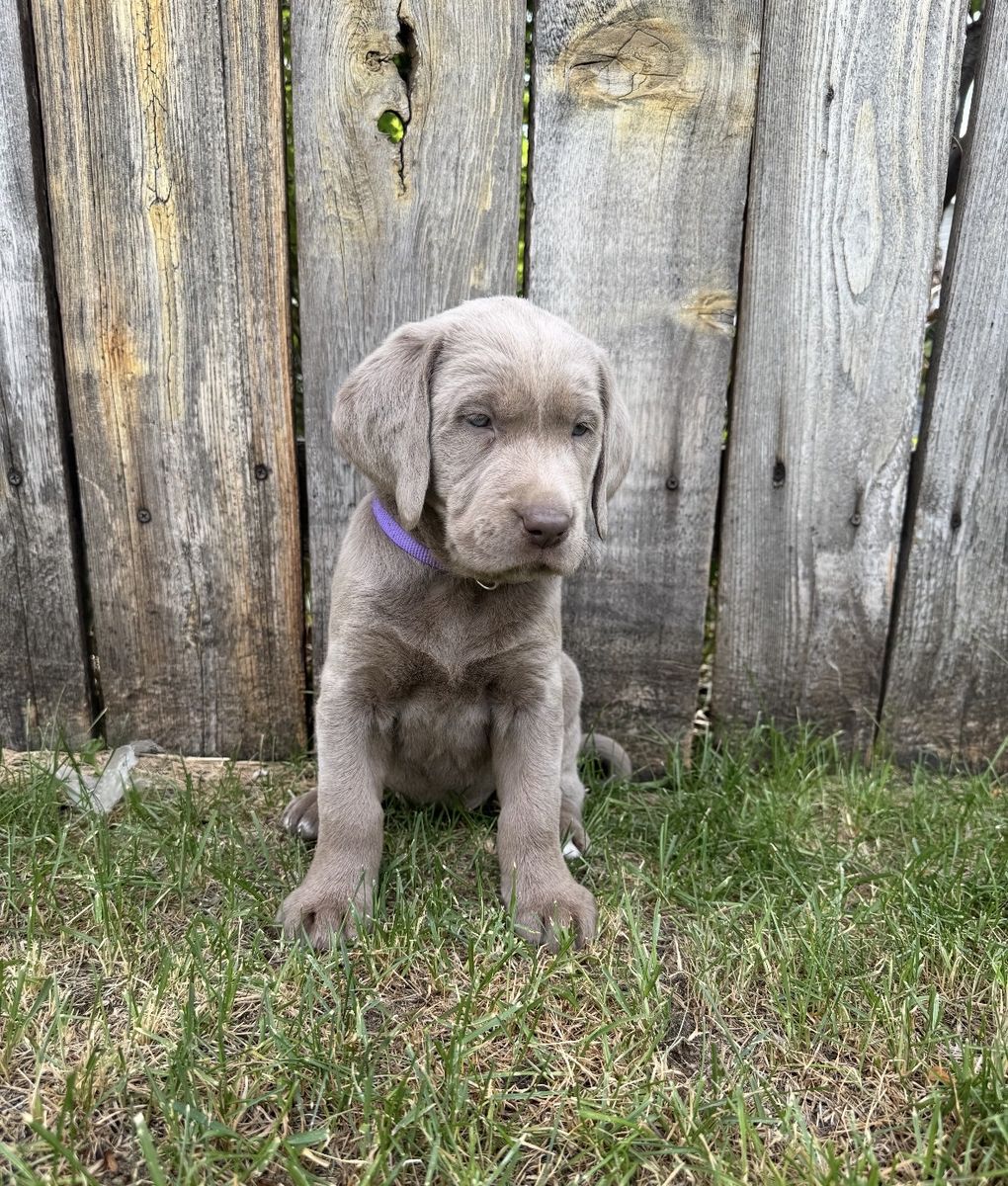 AKC Registered Silver Lab Puppies