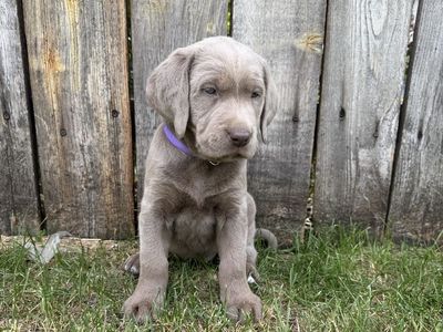 AKC Registered Silver Lab Puppies