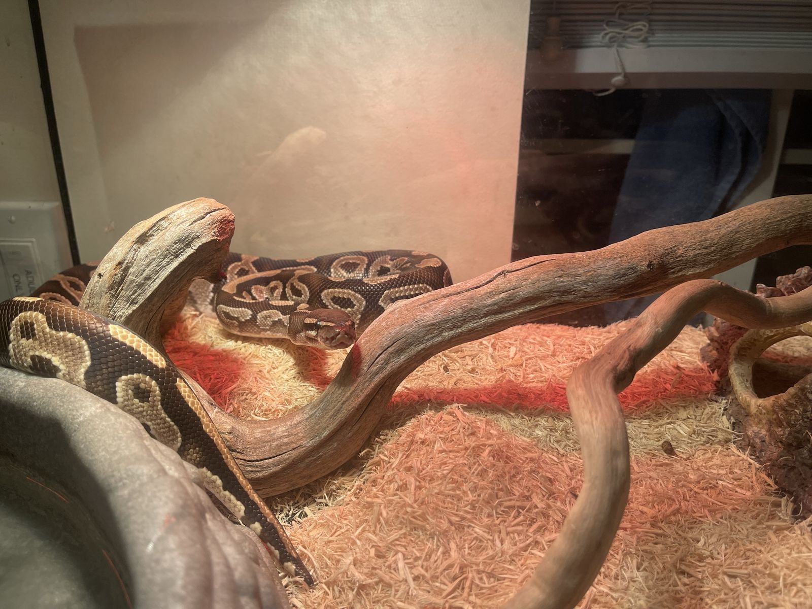 Ball Python Snake