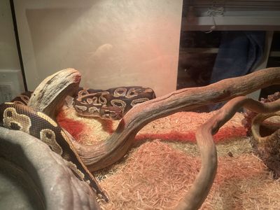 Ball Python Snake