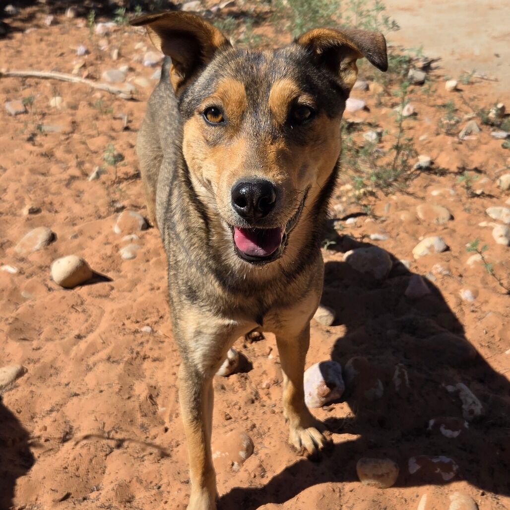 Hello my name is Triscuit